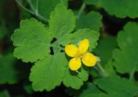 مامیران - مامیران کبیر –مامیزان پرستو - زرده چاو- سلاندین  (با نام علمیChelidonium Majus.)
